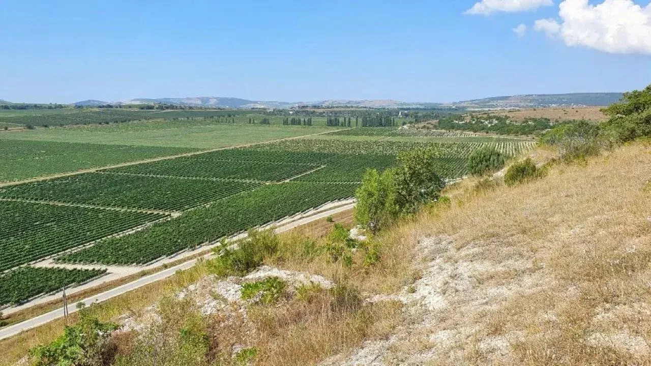 Виноградарство и виноделие античного Херсонеса