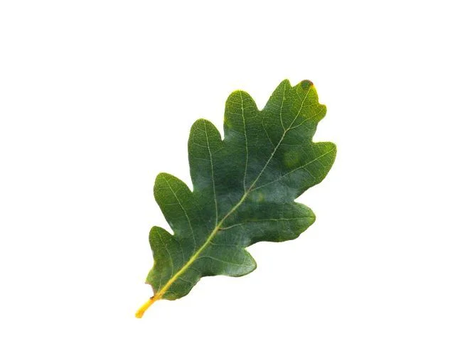 Дуб
