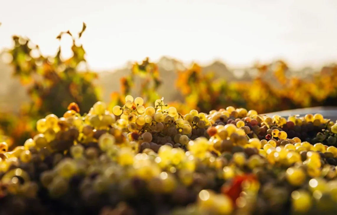 Курс по Шампани