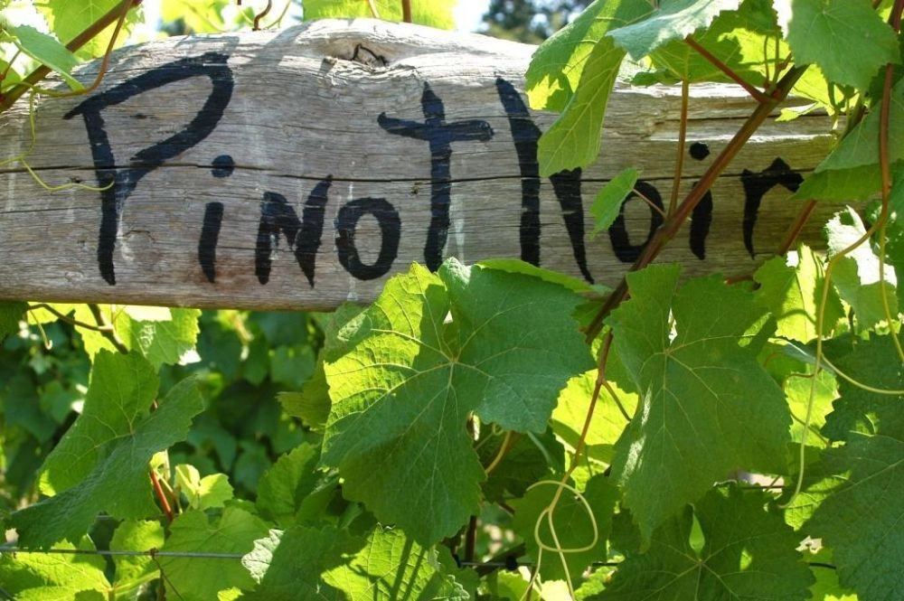 Откройте для себя непознанные  регионы Франции с Пино Нуар