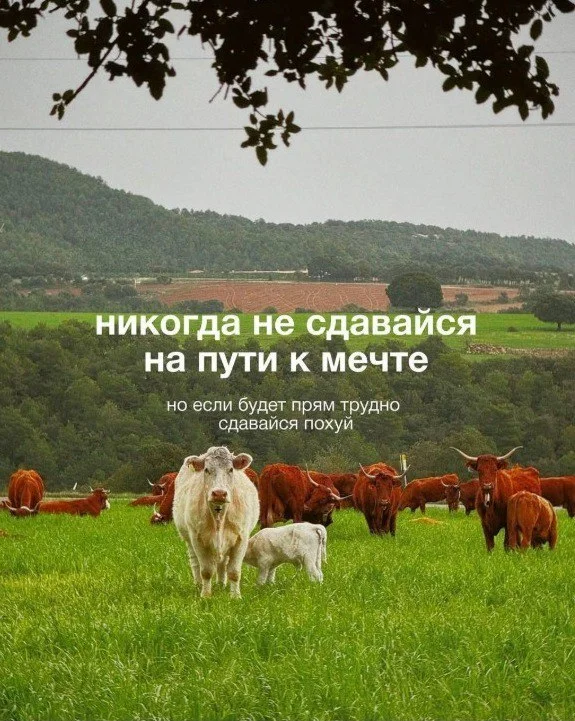 Тестовая