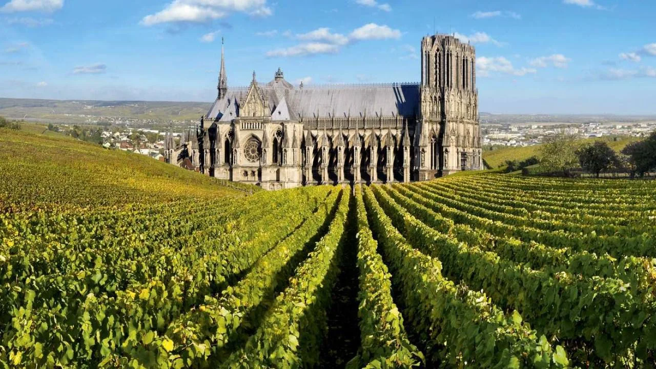 Стиль Blanc de Blancs: терруары Шампани