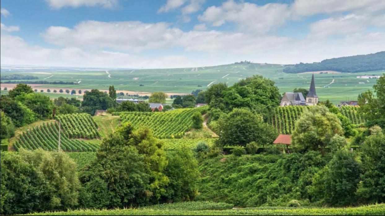 Знакомимся с шампанским регионом Монтань де Реймс